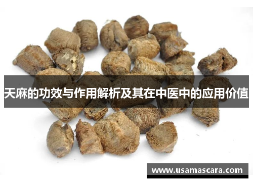 天麻的功效与作用解析及其在中医中的应用价值