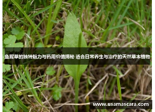 鱼腥草的独特魅力与药用价值揭秘 适合日常养生与治疗的天然草本植物